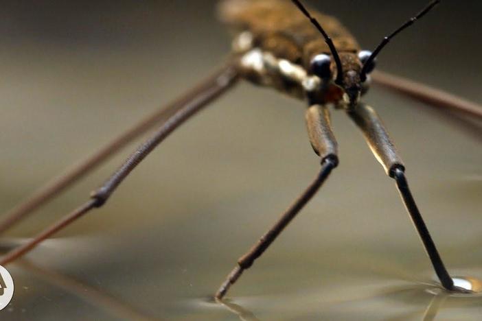 This Is Why Water Striders Make Terrible Lifeguards: asset-mezzanine-16x9