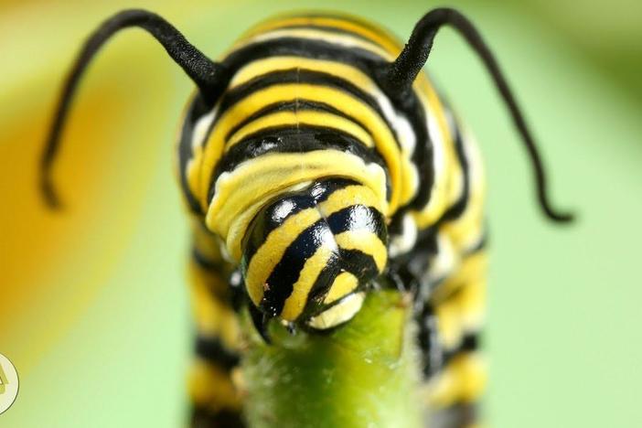 Why Is The Very Hungry Caterpillar So Dang Hungry?: asset-mezzanine-16x9