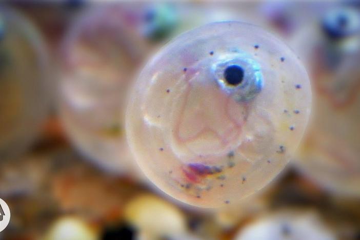 These Fish Are All About Sex on the Beach: asset-mezzanine-16x9