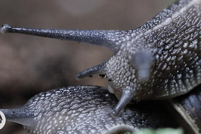 Everything You Never Wanted to Know About Snail Sex: asset-mezzanine-16x9