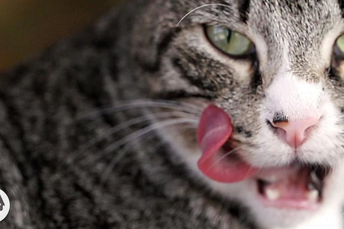 Why Does Your Cat's Tongue Feel Like Sandpaper?: asset-mezzanine-16x9