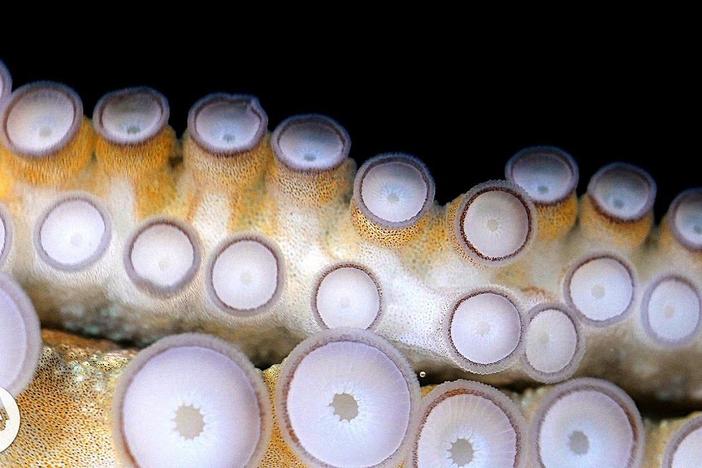 If Your Hands Could Smell, You’d Be an Octopus: asset-mezzanine-16x9