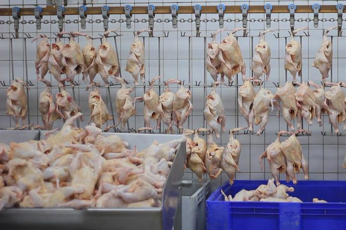 The Trouble with Chicken: asset-mezzanine-16x9