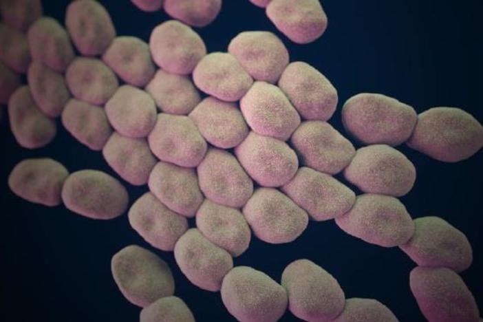 Hunting the Nightmare Bacteria: asset-mezzanine-16x9