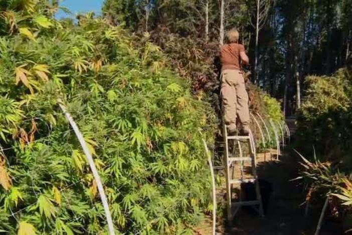 The Pot Republic: asset-mezzanine-16x9