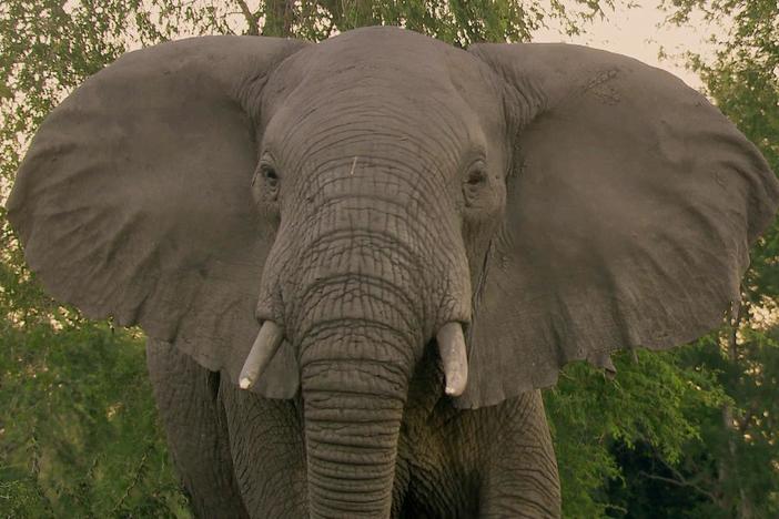 Episode 2 | Elephant Whisperer: asset-mezzanine-16x9