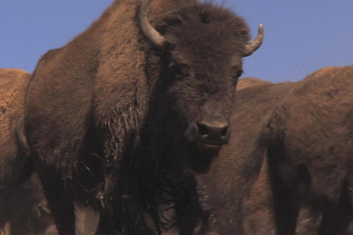 Facing the Storm: Story of the American Bison: asset-mezzanine-16x9