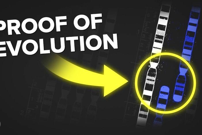 3 Incredible Examples of Evolution Hidden In Your Body: asset-mezzanine-16x9
