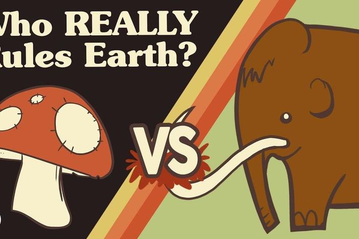 Which Life Form REALLY Dominates Earth?: asset-mezzanine-16x9
