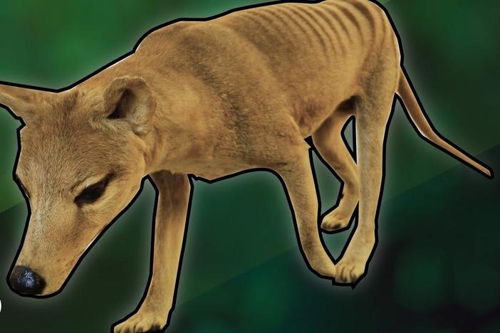 How Evolution Turned A Possum Into A Wolf: asset-mezzanine-16x9