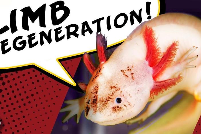 The Deadpool Salamander That Can Regrow Limbs: asset-mezzanine-16x9