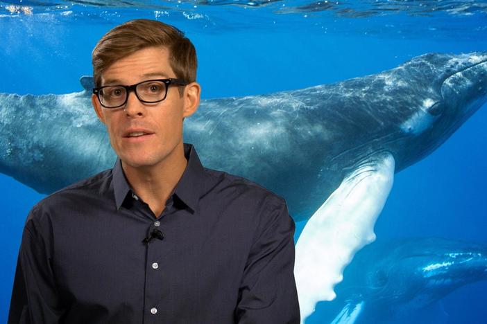 Incredible Tails Of Amazing Whales!: asset-mezzanine-16x9