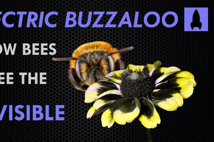 Electric Buzzaloo: How Bees See the Invisible: asset-mezzanine-16x9