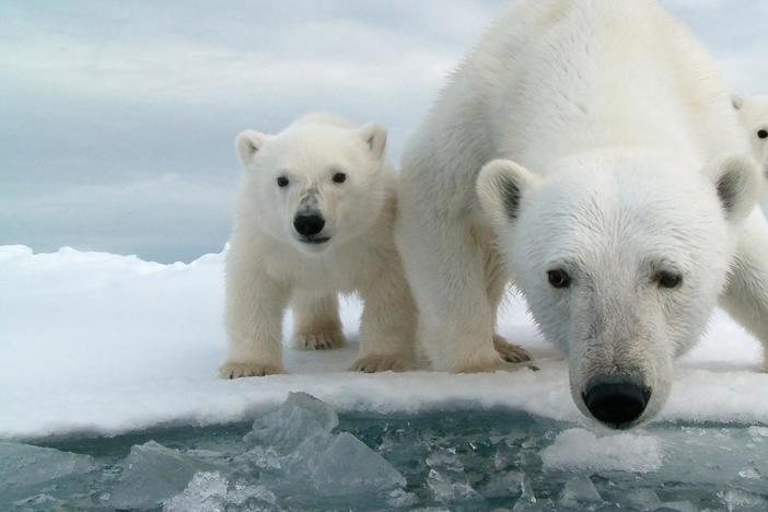 Snow Bears: asset-mezzanine-16x9