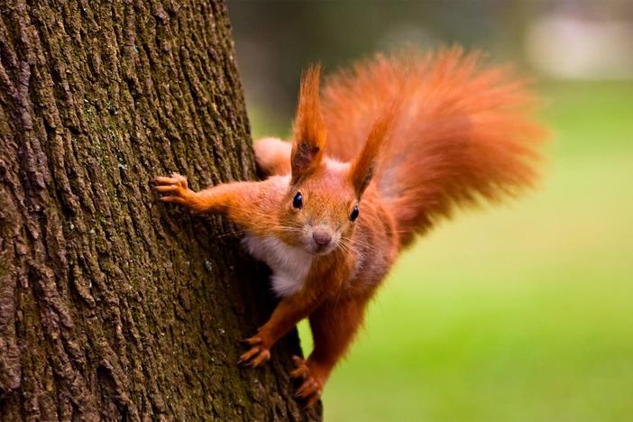 A Squirrel's Guide to Success: asset-mezzanine-16x9