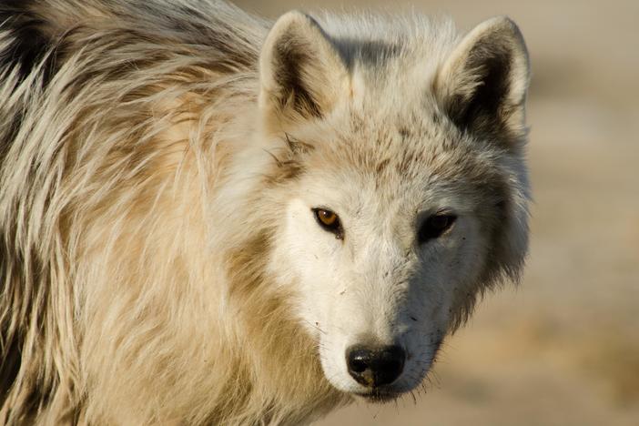 Arctic Wolf Pack: asset-mezzanine-16x9