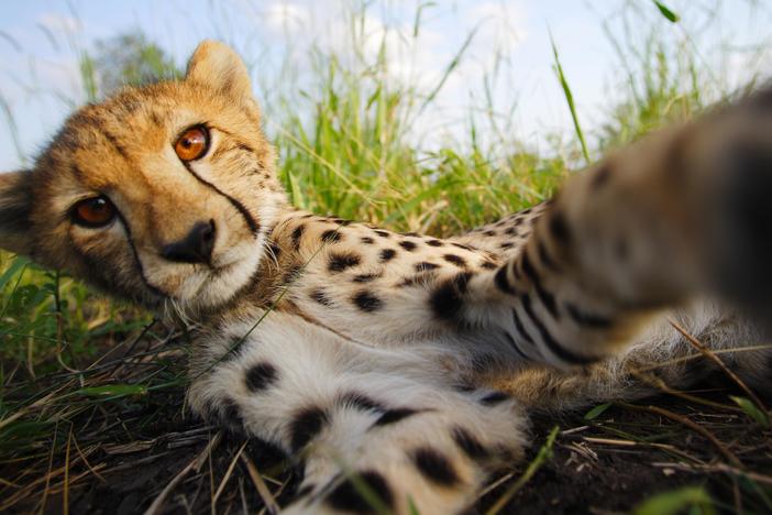 The Cheetah Children: asset-mezzanine-16x9