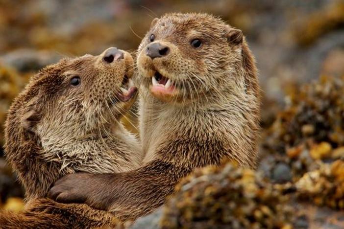 Charlie and the Curious Otters: asset-mezzanine-16x9