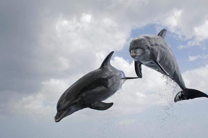 Dolphins: Spy in the Pod | Part 2: asset-mezzanine-16x9