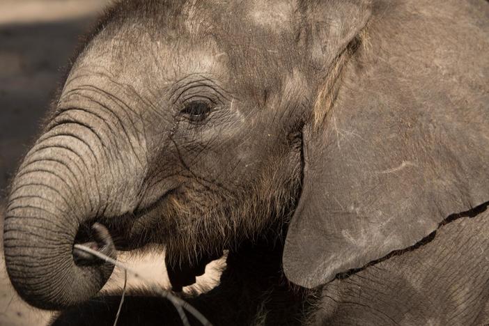 Naledi: One Little Elephant: asset-mezzanine-16x9