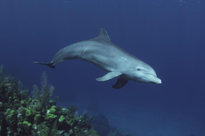 Dolphins: Spy in the Pod | Part 1: asset-mezzanine-16x9
