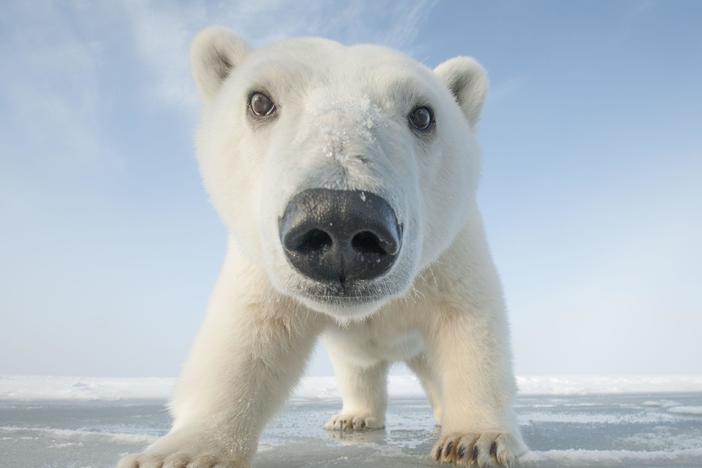 Snowbound: Animals of Winter | Georgia Public Broadcasting Snowbound: Animals of Winter | Georgia Public Broadcasting