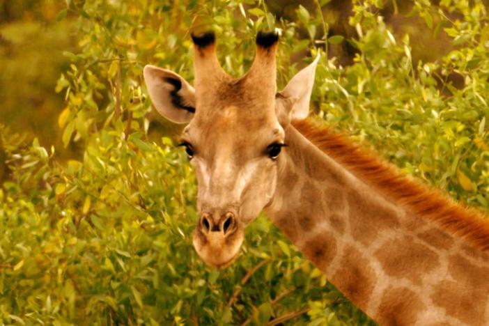Giraffes: Africa's Gentle Giants: asset-mezzanine-16x9
