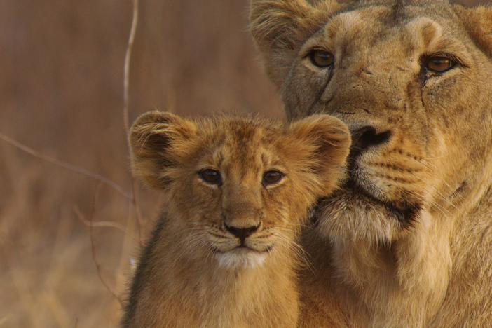 India's Wandering Lions: asset-mezzanine-16x9