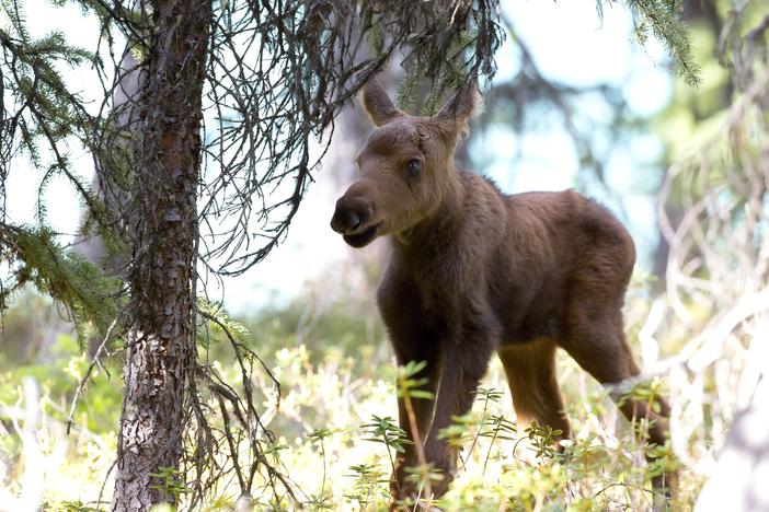 Moose: Life of a Twig Eater: asset-mezzanine-16x9