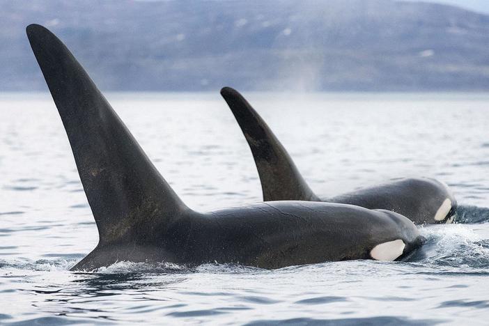 Invasion of the Killer Whales: asset-mezzanine-16x9