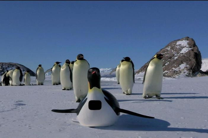 Penguins: Spy in the Huddle | Episode 1 | The Journey: asset-mezzanine-16x9