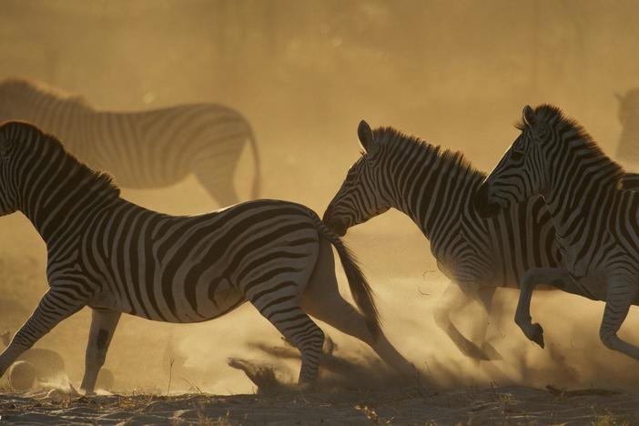 Great Zebra Exodus: asset-mezzanine-16x9