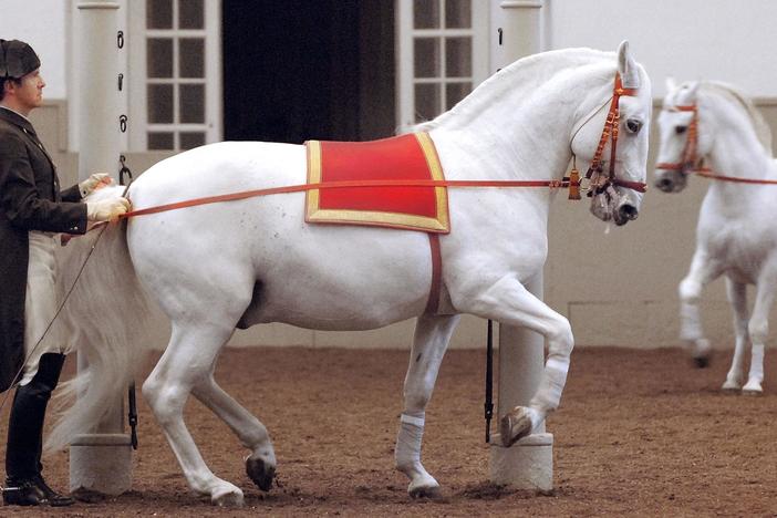 Legendary White Stallions: asset-mezzanine-16x9