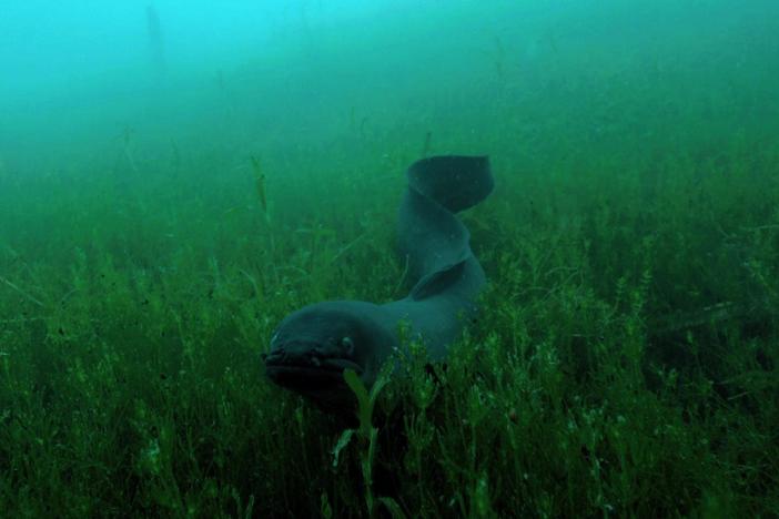 The Mystery of Eels: asset-mezzanine-16x9