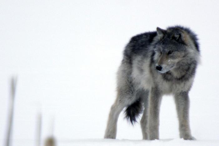 Cold Warriors: Wolves and Buffalo: asset-mezzanine-16x9