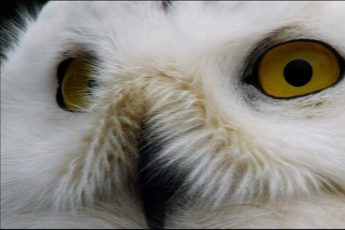 Magic of the Snowy Owl: asset-mezzanine-16x9