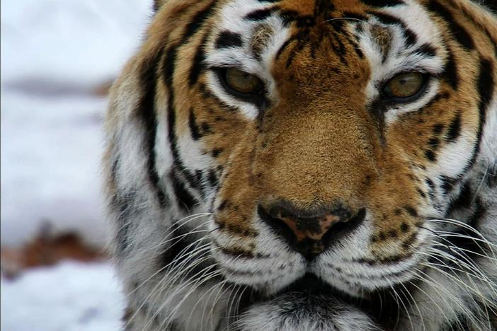 Siberian Tiger Quest: asset-mezzanine-16x9