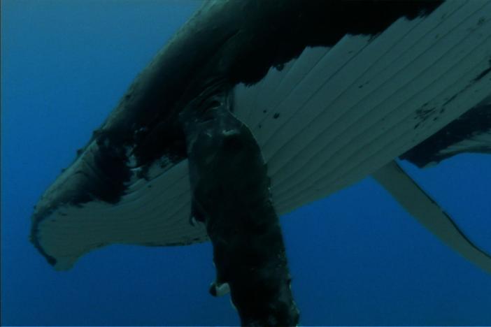 Ocean Giants: Voices of the Sea: asset-mezzanine-16x9