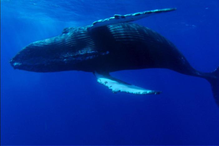 Ocean Giants: Giant Lives: asset-mezzanine-16x9