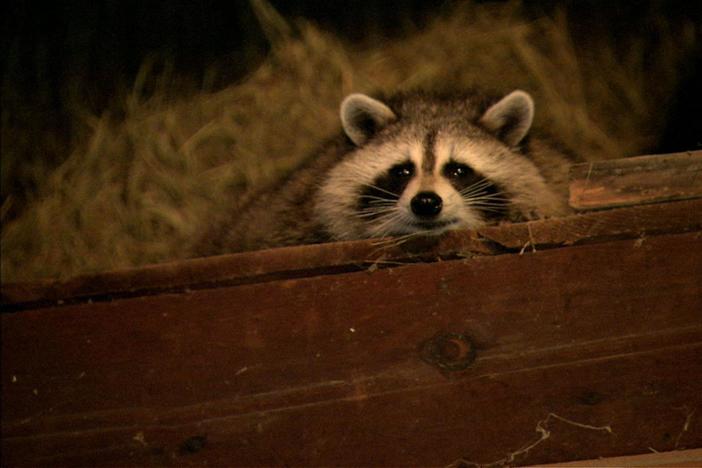 Raccoon Nation: asset-mezzanine-16x9
