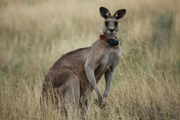 Kangaroo Mob: asset-mezzanine-16x9