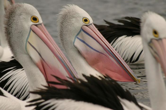 Outback Pelicans: asset-mezzanine-16x9