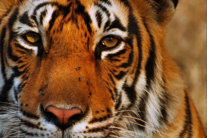 Broken Tail: A Tiger's Last Journey: asset-mezzanine-16x9