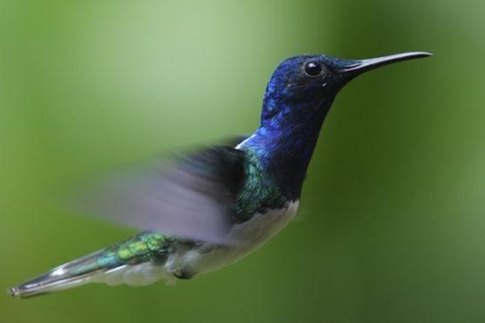 Hummingbirds: Magic in the Air: asset-mezzanine-16x9