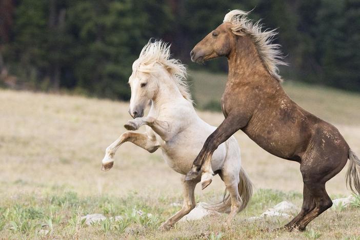 Cloud: Challenge of the Stallions: asset-mezzanine-16x9
