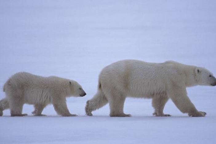 Arctic Bears: asset-mezzanine-16x9