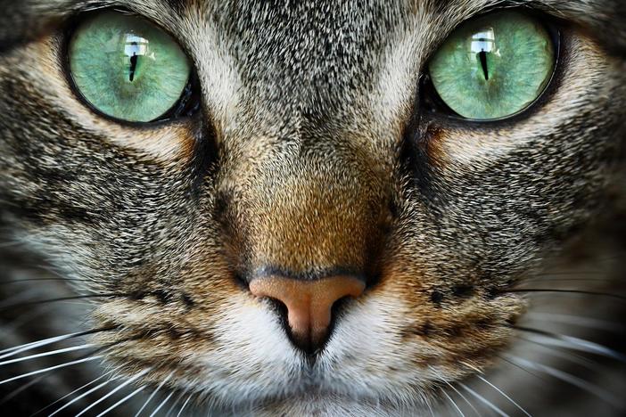 Cat Tales: asset-mezzanine-16x9