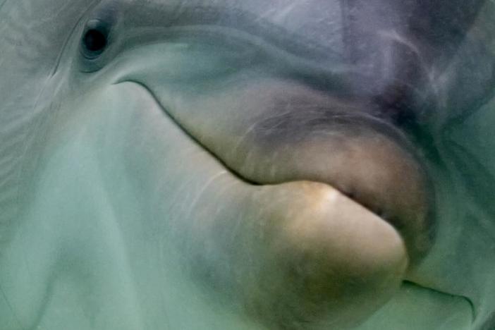 Inside Animal Minds: Who's the Smartest?: asset-mezzanine-16x9