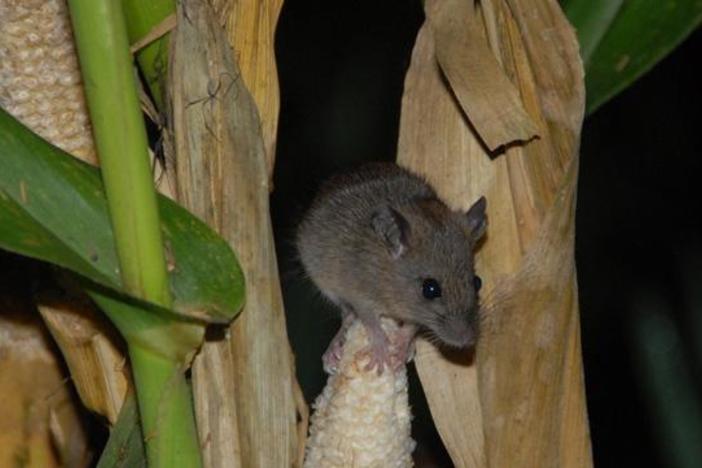 Rat Attack: asset-mezzanine-16x9