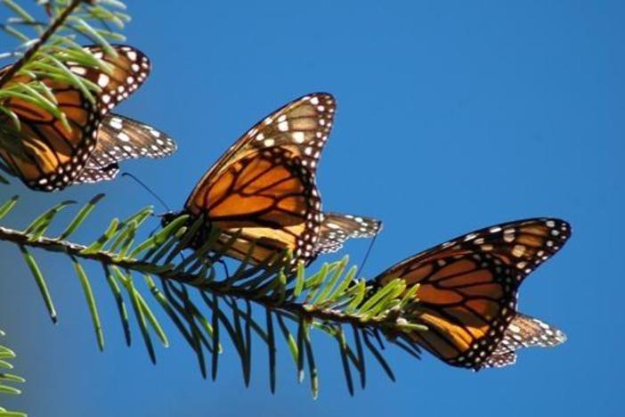 The Incredible Journey of the Butterflies: asset-mezzanine-16x9